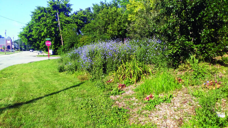 Our Campaign for Natural Landscaping